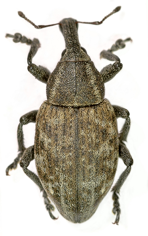 Долгоносик ивовый