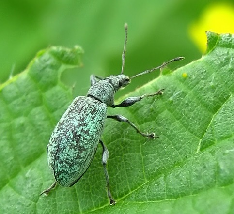 Долгоносик крапивный листовой