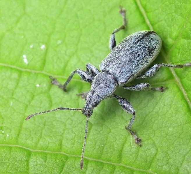 Долгоносик крапивный листовой