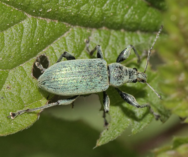 Долгоносик крапивный листовой
