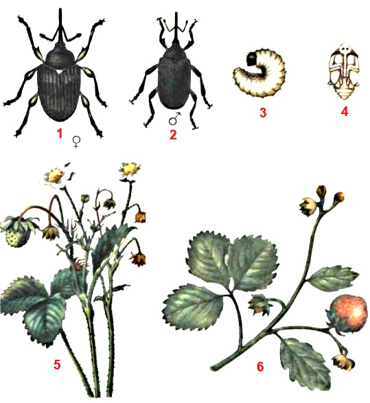 Долгоносик малинный