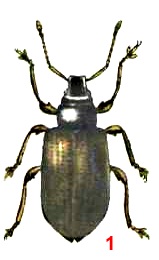 Долгоносик продолговатый листовой