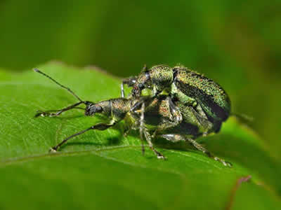 Долгоносик продолговатый листовой