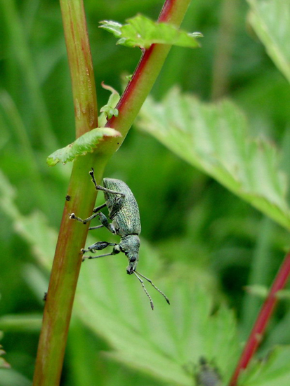 Долгоносик продолговатый листовой