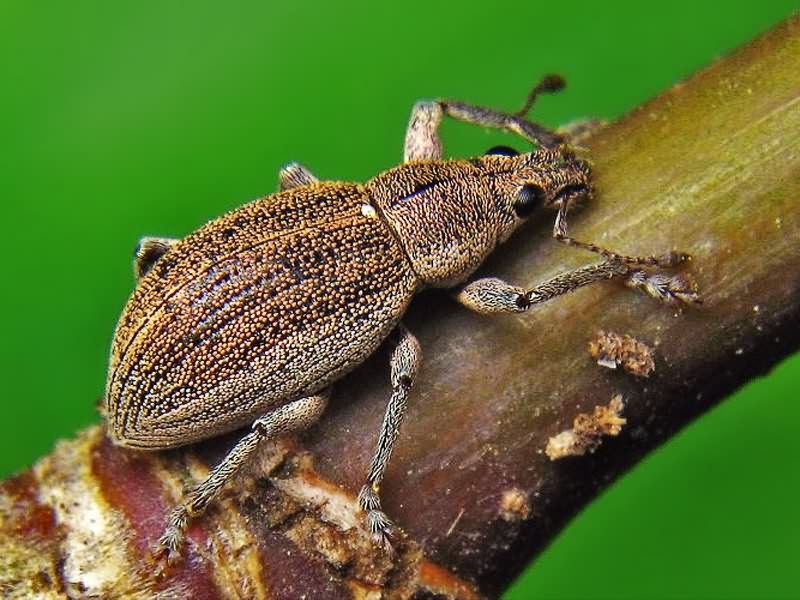 Долгоносик серый почковый