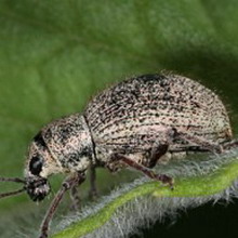 Долгоносик серый почковый