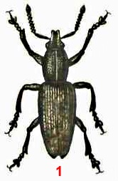 Долгоносик серый свекловичный