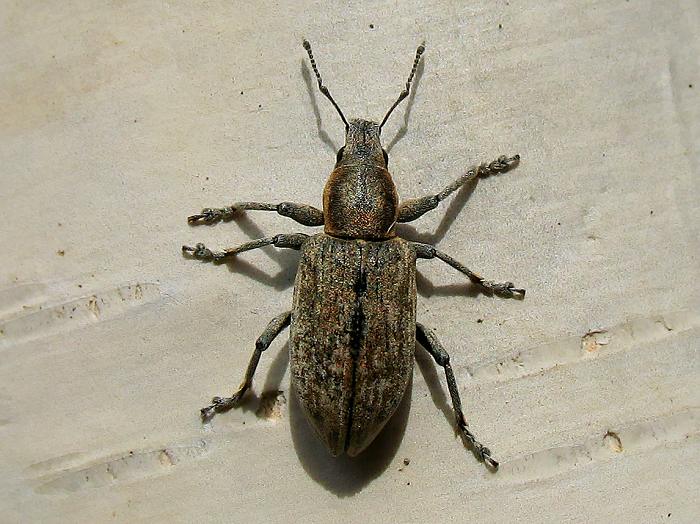 Долгоносик серый свекловичный