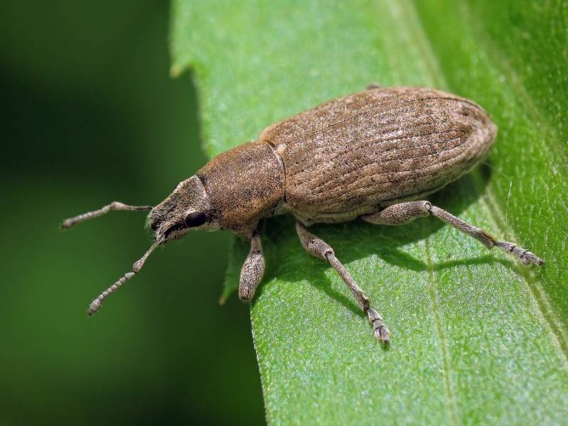 Долгоносик серый свекловичный