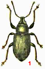 Долгоносик шелковистый