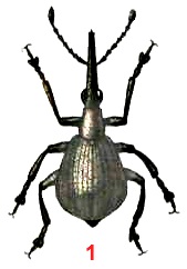 Долгоносик виковый плодовый