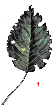 Долгоносик волосатый листовой