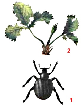 Долгоносик землистый