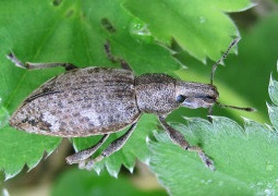 Долгоносик землистый