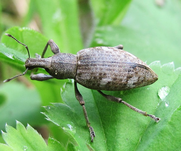 Долгоносик землистый