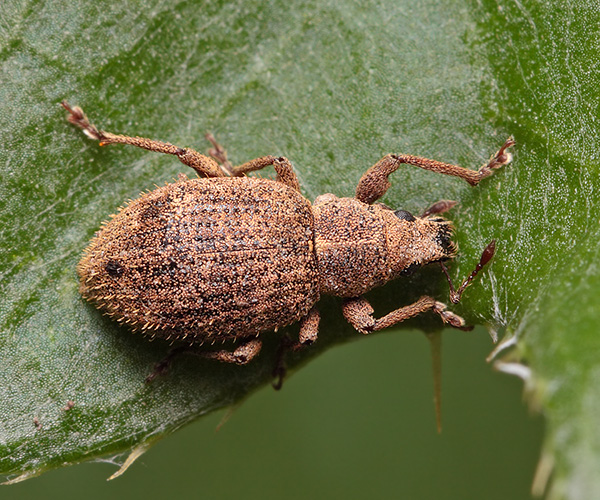 Долгоносик землистый