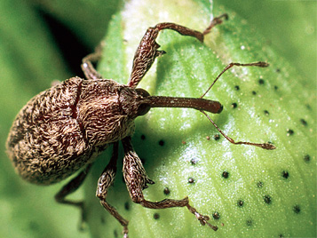 Семейство долгоносики