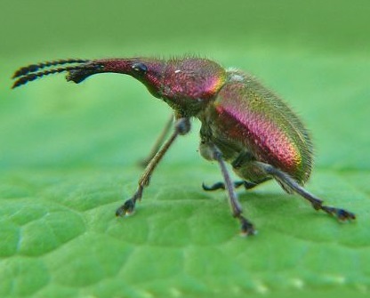 Семейство долгоносики