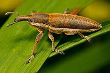 Семейство долгоносики