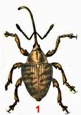 Плодожил ореховый