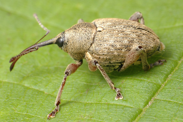 Плодожил ореховый