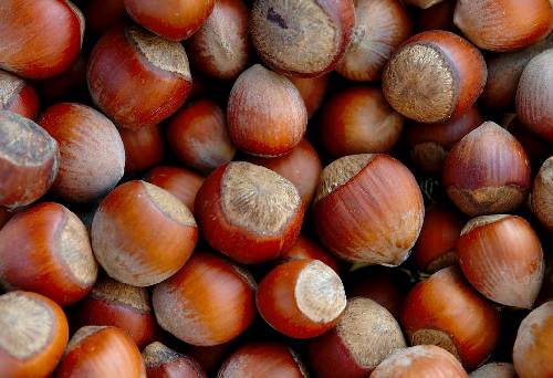 Плодожил ореховый