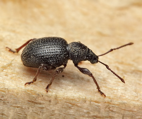 Скосарь малый черный