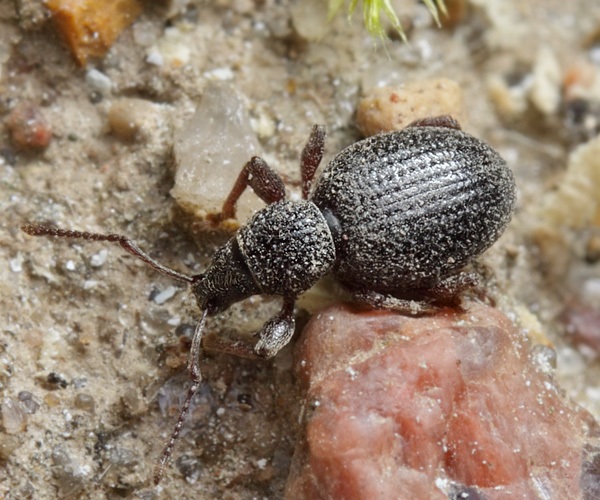 Скосарь малый черный