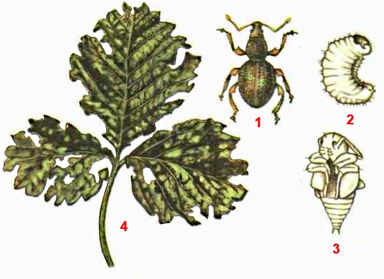 Скосарь малый черный