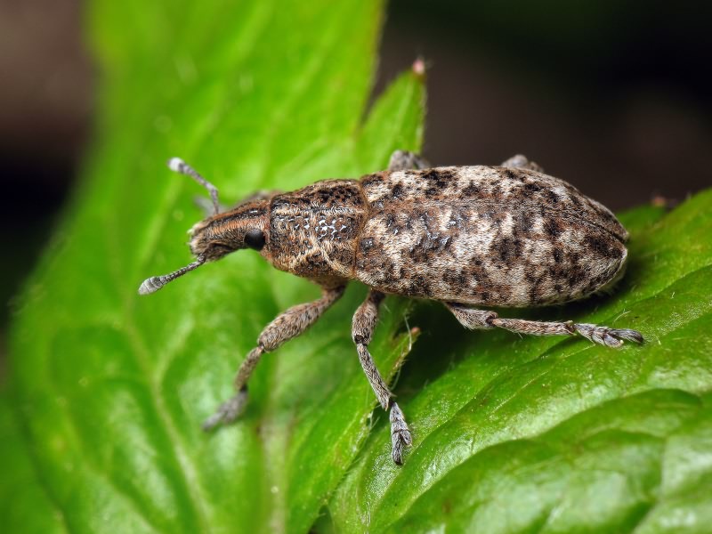 Скосарь пятнистый