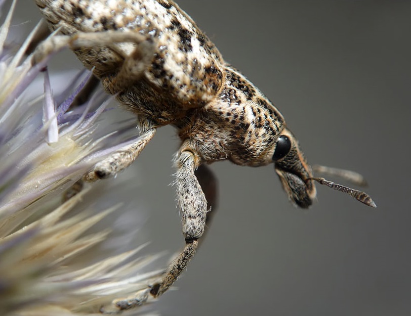 Скосарь пятнистый