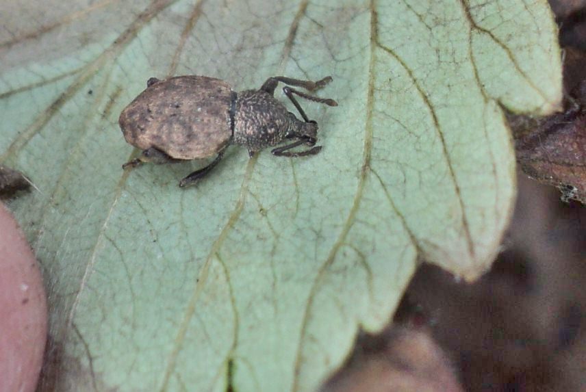 Скосарь репной