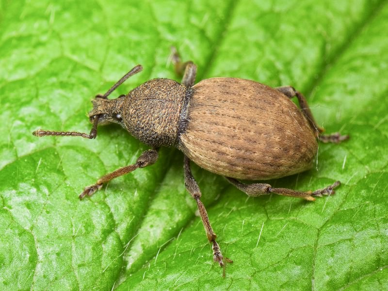 Скосарь репной