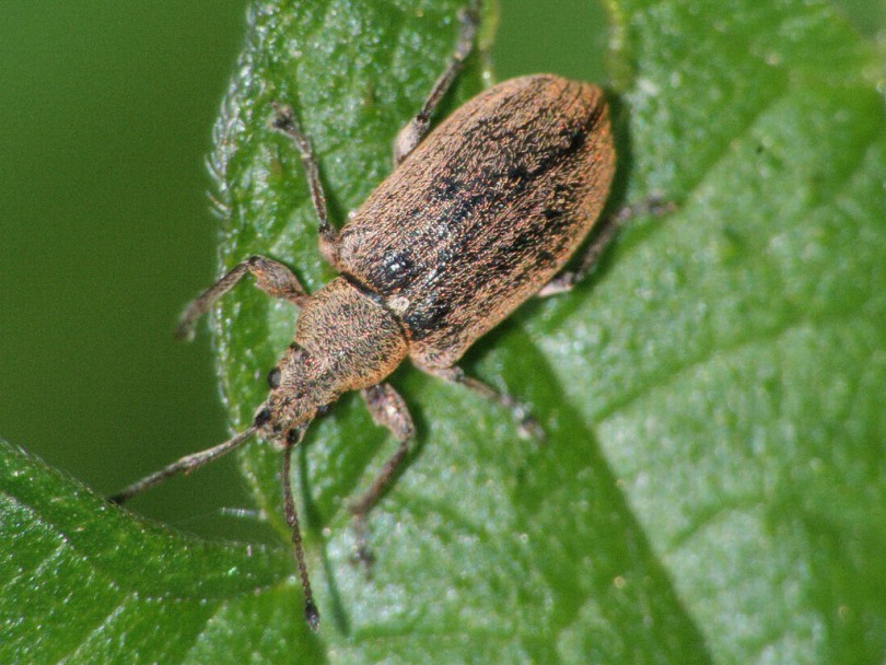 Слоник грушевый листовой