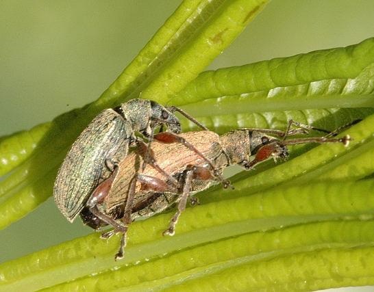 Слоник грушевый листовой