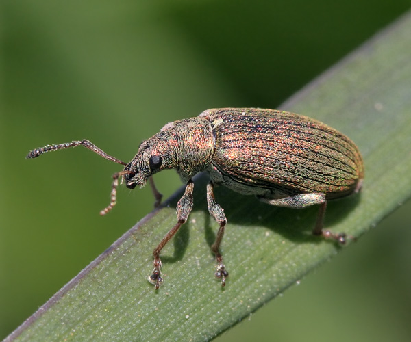 Слоник грушевый листовой