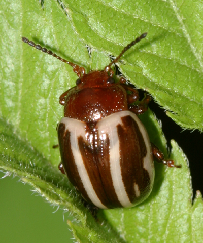 Амброзиевый полосатый листоед