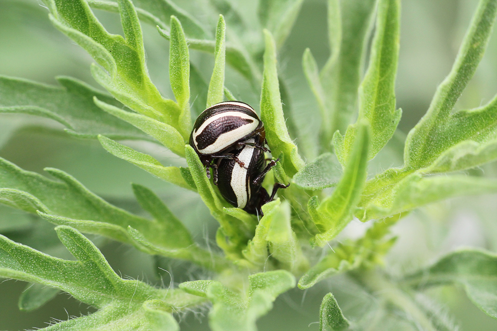 Амброзиевый полосатый листоед