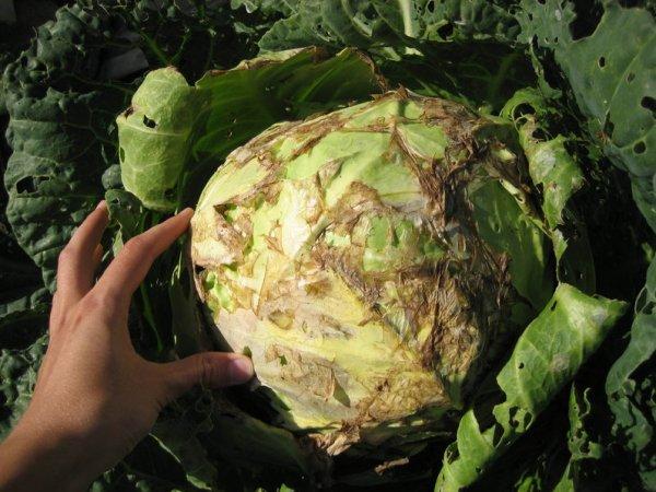 Блошка ложная капустная