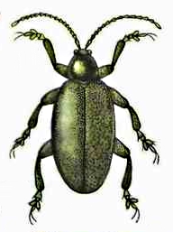 Блошка ложная капустная