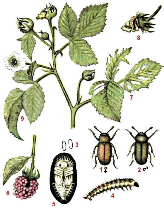 Жук малинный