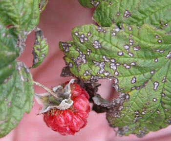 Жук малинный