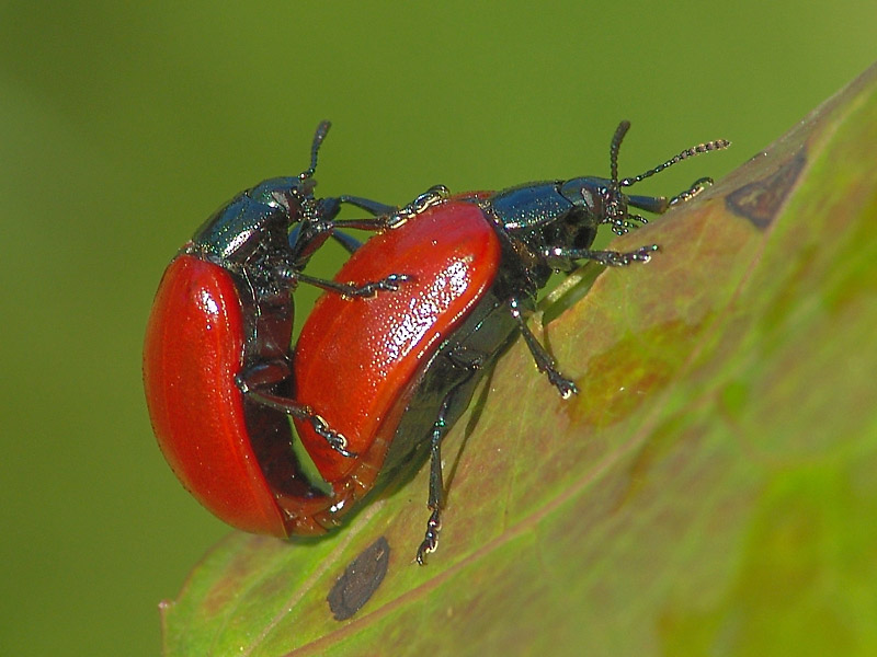 Листоед тополевый