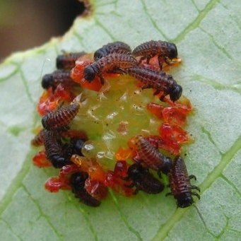 Листоед тополевый