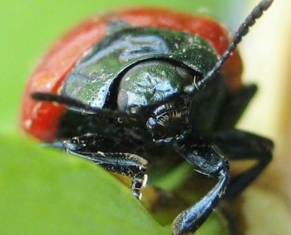 Листоед тополевый