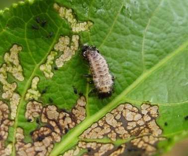 Листоед тополевый