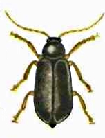 Лупер садовый