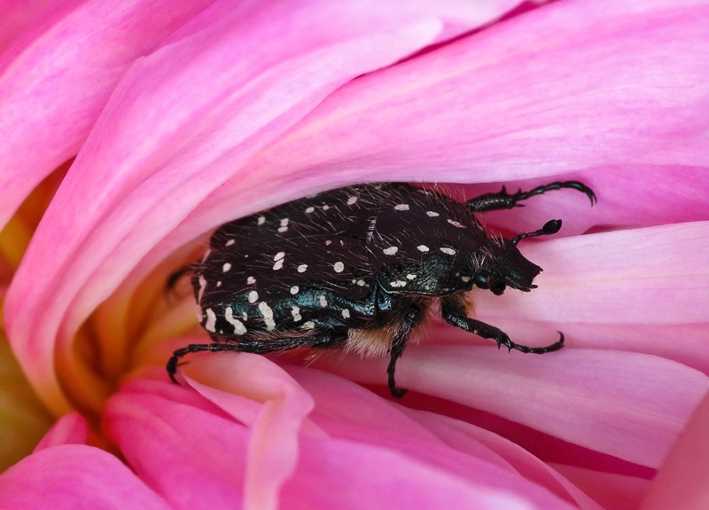 Бронзовка вонючая