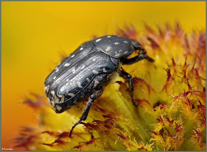 Бронзовка вонючая