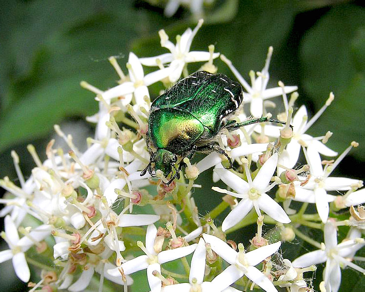 Бронзовка золотистая